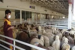 دلال‌ها اجازه کاهش قیمت گوشت را نمی‌دهند