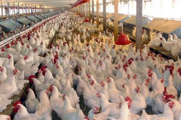 پاسخ به ۶ معما پیرامون کشتار و توزیع مرغ