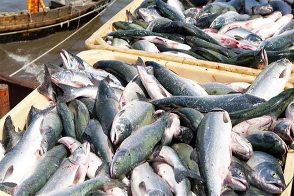 قیمت ماهی در ایران بالا می‌باشد
