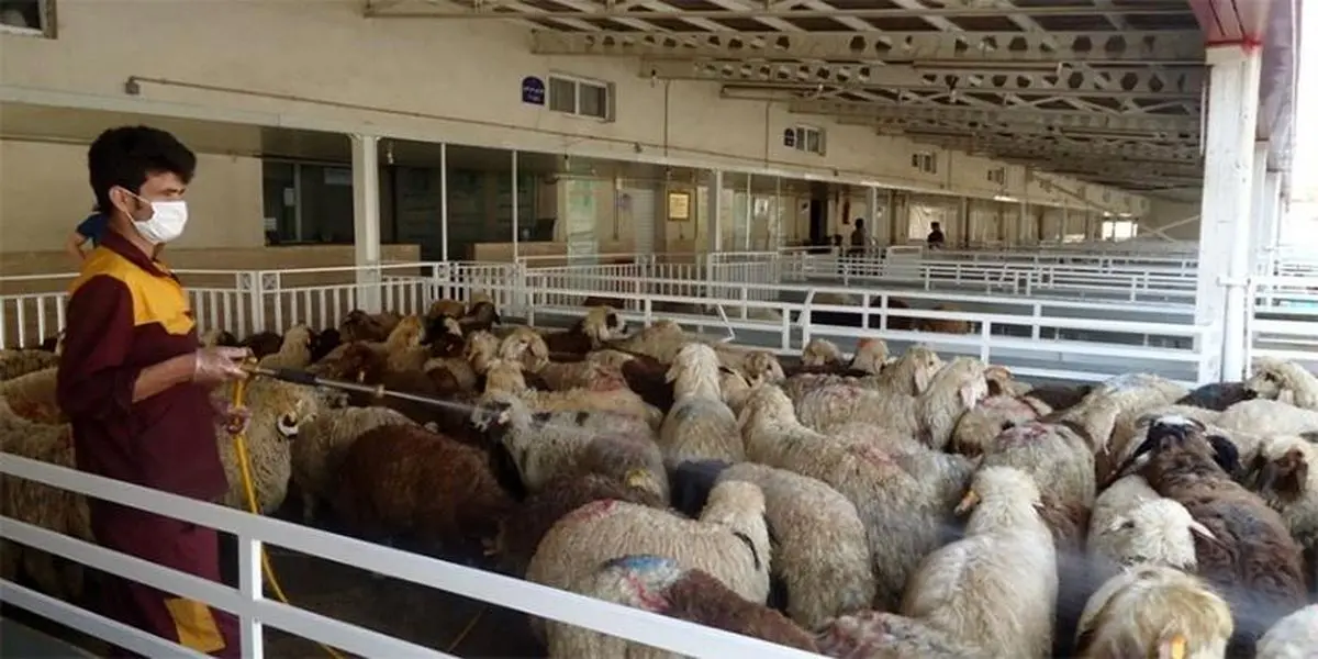 استمرار روند کاهشی قیمت دام زنده و لاشه در بازار