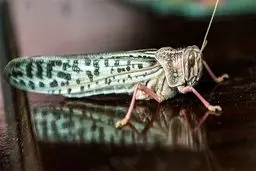 دور دوم حمله ملخ‌های صحرایی در ماه های آتی به کشور