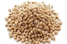 سود ۷۰۰ تومانی دلالان از فروش هر کیلو جو