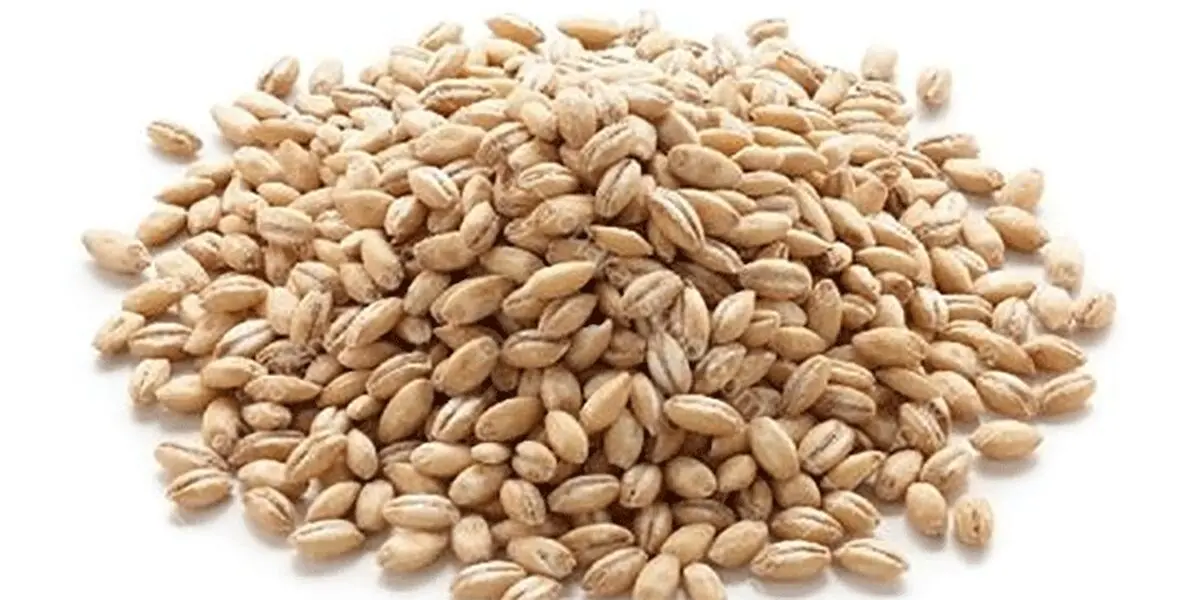 سود ۷۰۰ تومانی دلالان از فروش هر کیلو جو