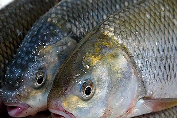 ایران در تولید ماهی قزل‌آلا مقام نخست دنیا را دارد