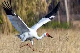 تک درنای سفید سیبری به مازندران بازگشت