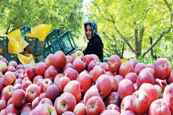 پیش بینی تولید ۴.۵ میلیون تن سیب از باغات کشور