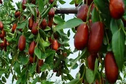 عناب؛ میوه‌ای که آرامت می‌کند