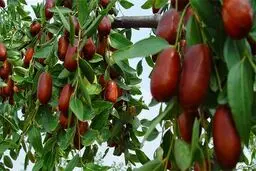 عناب؛ میوه‌ای که آرامت می‌کند