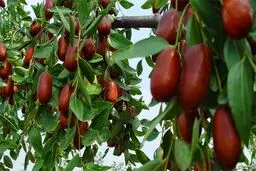 عناب؛ میوه‌ای که آرامت می‌کند