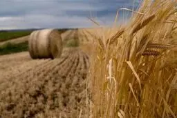 زور تولیدکنندگان به واردات چی‌های گندم نرسید