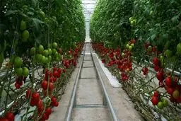 تولید محصولات گلخانه‌ای می‌تواند تا ۲۰ برابر وضعیت فعلی شود