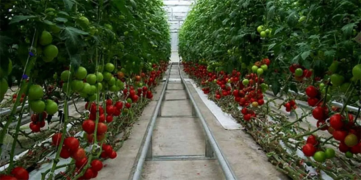 تولید محصولات گلخانه‌ای می‌تواند تا ۲۰ برابر وضعیت فعلی شود