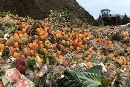 سالیانه ۳۰ تا ۵۰ درصد محصولات کشاورزی به ضایعات تبدیل می شود