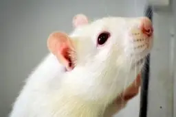 «مرگ موش نانویی» هم تولید شد!