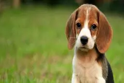 چرا سگ حیوان نجسی است؟