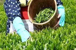 تامین ۱۰۰ درصدی نیاز چای کشور از تولید داخل مبهم است