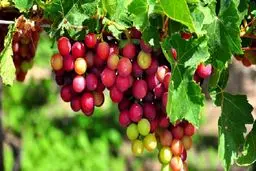 خوردن لواشک انگور حرام است؟