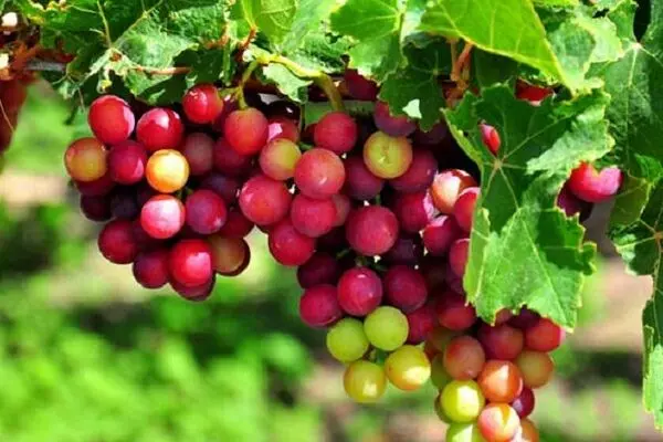 خوردن لواشک انگور حرام است؟