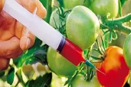 تولید و خرید محصولات تراریخته چه حکمی دارد؟