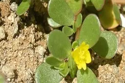 خرفه، راهکار مناسب طبیعت برای کاهش درد در سالمندان