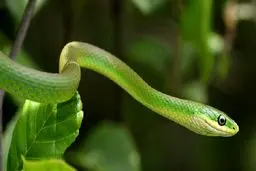 آیا مار و حشرات از اجنه هستند؟