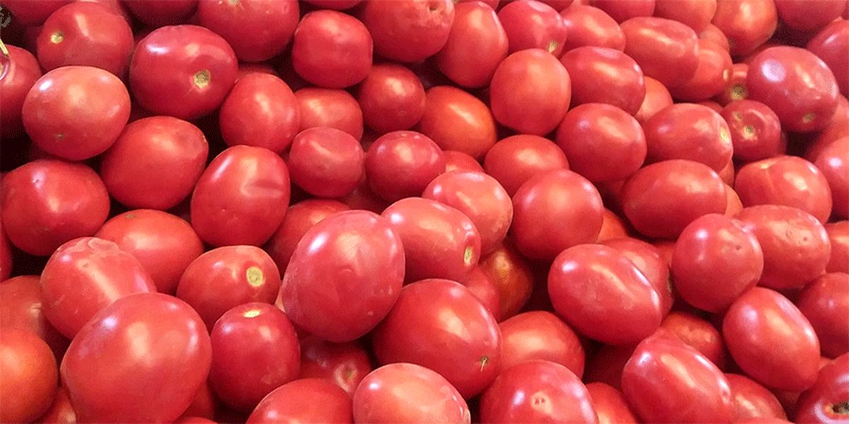 قیمت گوجه در بازار ۱۴ هزار تومان شد