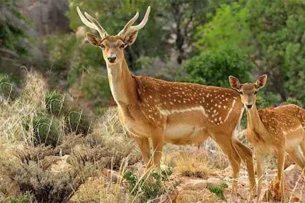 منشا ۷۰ درصد بیماری‌های نوظهور حیات وحش است