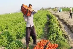 قصه های تکراری سرما و گوجه فرنگی!