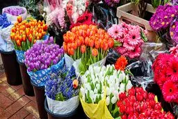 گل ارزان شد