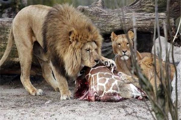 شیر‌های باغ وحش ارم روزی هفت کیلو گوشت می‌خورند