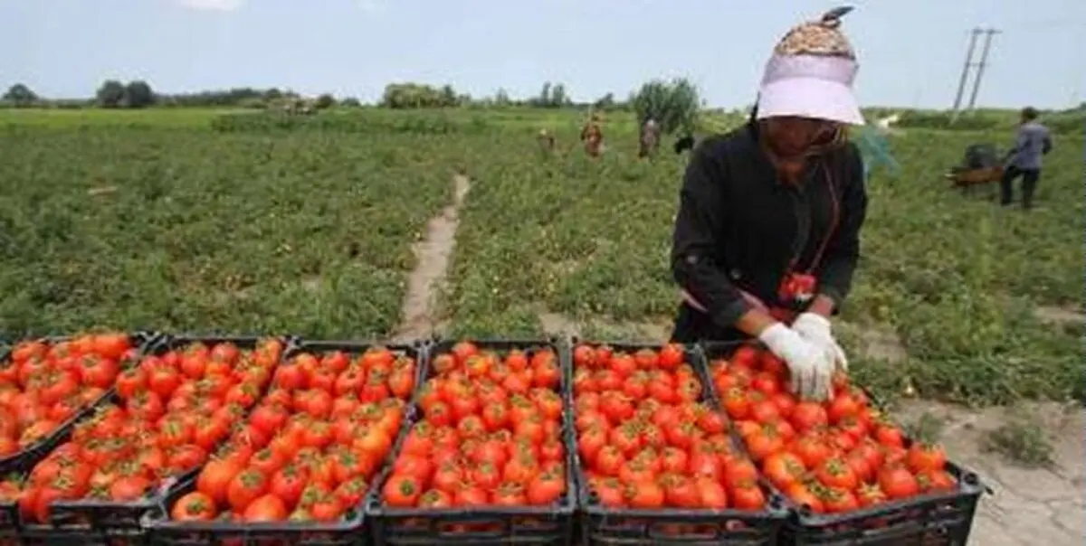 صادرات گوجه از ایران به پاکستان افزایش یافت