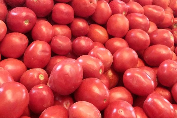 دلیل گرانی گوجه فرنگی در بازار چیست؟