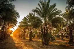 امامان معصوم از چه راهی کسب درآمد می‌کردند؟