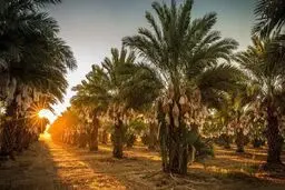 امامان معصوم از چه راهی کسب درآمد می‌کردند؟