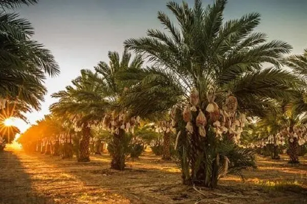 امامان معصوم از چه راهی کسب درآمد می‌کردند؟