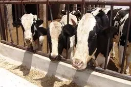 قیمت دام زنده سنگین کاهش شدید داشته است