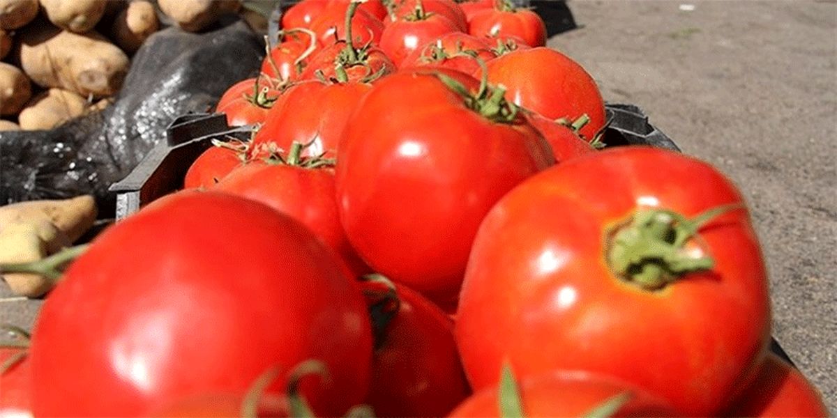 قیمت گوجه یکماهه ۵۵.۵ درصد افزایش داشت