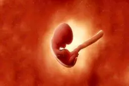 جنین سقط شده در روز قیامت احضار می‌شود؟