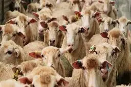 رشد ۳۰۲ درصدی واردات حیوانات زنده در ۶ماهه ۹۸