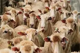 رشد ۳۰۲ درصدی واردات حیوانات زنده در ۶ماهه ۹۸