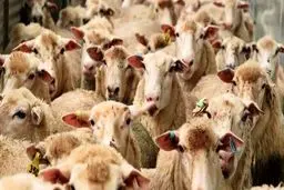 رشد ۳۰۲ درصدی واردات حیوانات زنده در ۶ماهه ۹۸