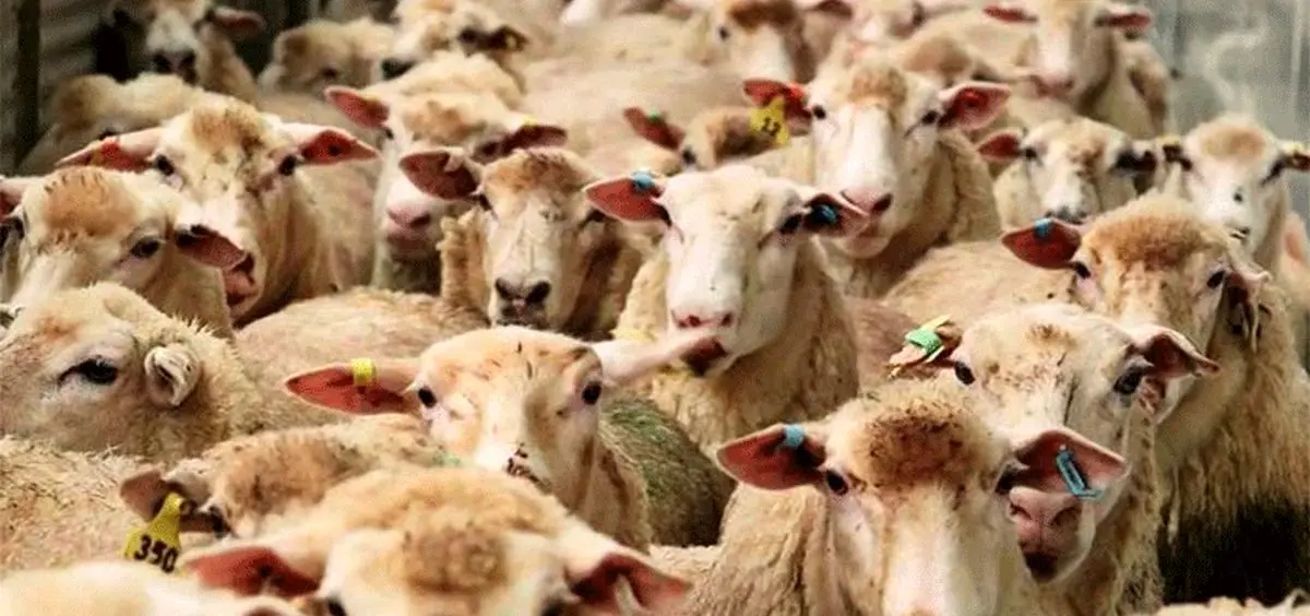 رشد ۳۰۲ درصدی واردات حیوانات زنده در ۶ماهه ۹۸