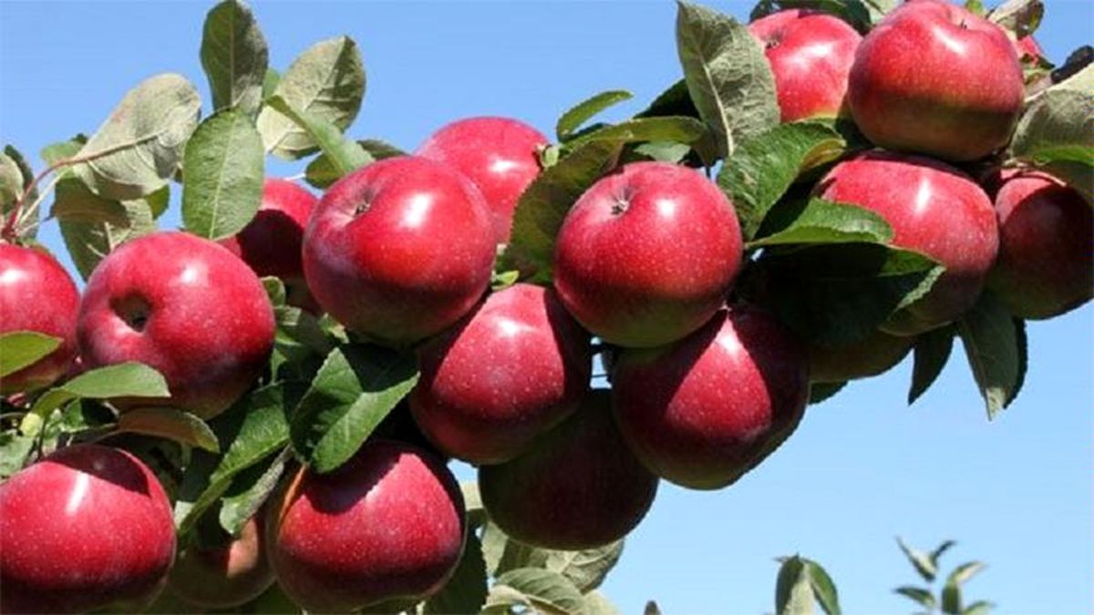 مجوز واردات آناناس، انبه و موز در ازای صادرات سیب درختی