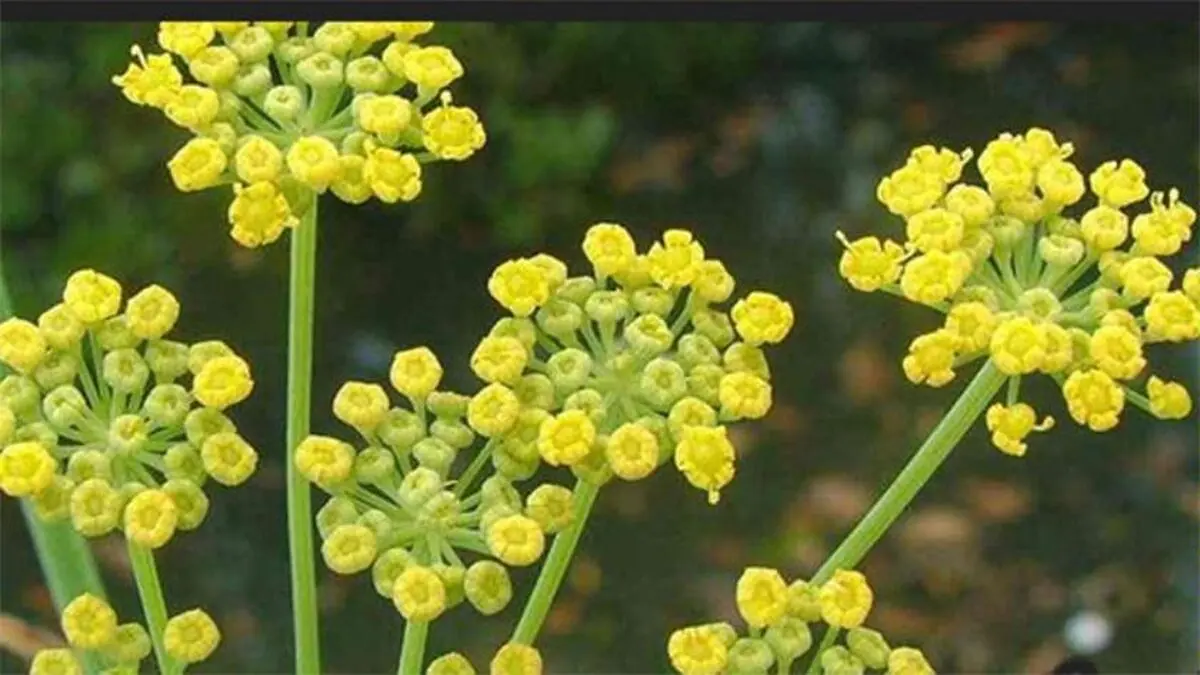 درمان سرماخوردگی و آنفلوآنزا با مصرف گیاه آنغوزه