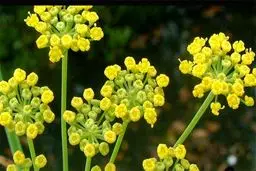 درمان سرماخوردگی و آنفلوآنزا با مصرف گیاه آنغوزه