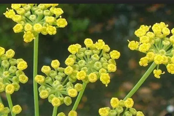 درمان سرماخوردگی و آنفلوآنزا با مصرف گیاه آنغوزه