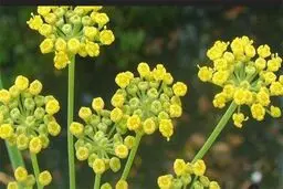 درمان سرماخوردگی و آنفلوآنزا با مصرف گیاه آنغوزه