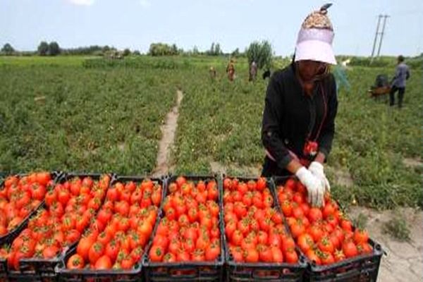 کاهش ۱۲.۵ درصدی قیمت گوجه‌فرنگی
