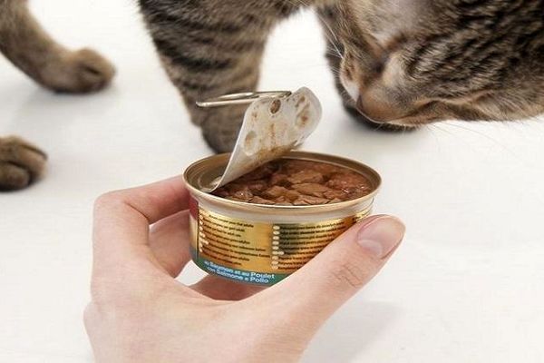 خوردن غذای نیم خورده گربه مستحب است؟