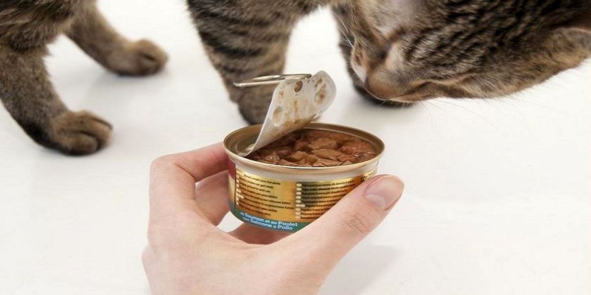 خوردن غذای نیم خورده گربه مستحب است؟